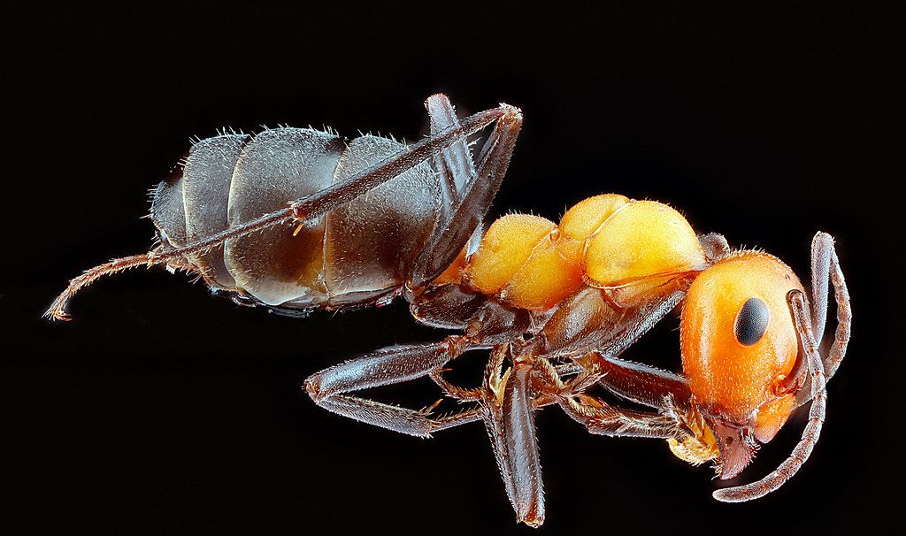 Ant Control service in Hoboken, NJ