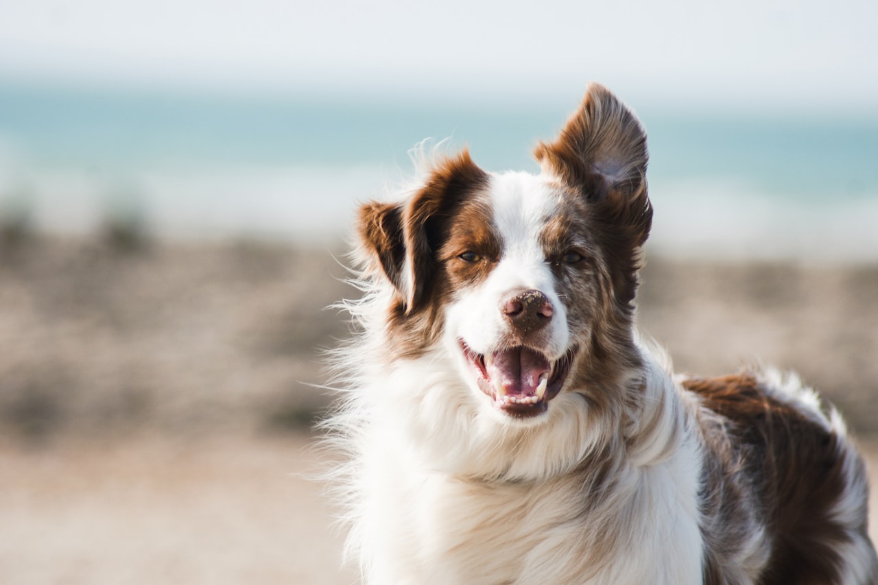 Flea & Tick Control service in Hoboken, NJ