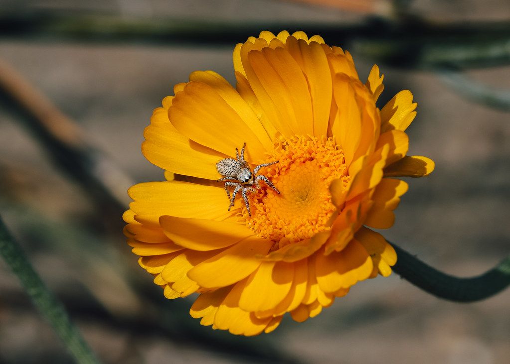 Spider Control service in Hoboken, NJ